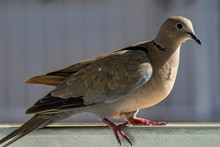 Mourning Dove In Nature