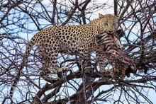 Leopard - Panthera Pardus, Beautiful Iconic Carnivore From African Bushes, Savannas And Forests, Etosha National Park, Namibia.