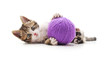 © voren1 - One striped kitten with a ball of yarn.