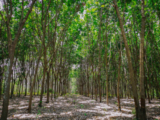 Sticker - Tapping for Para rubber tree (Hevea brasiliensis) row agricultural.Green leaves in nature background.