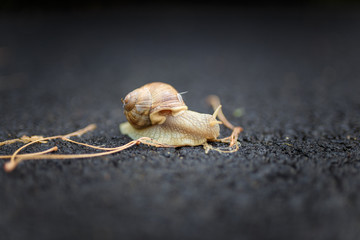 macro photo of a snail crawling on the asphalt road