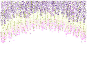 wisteria flower , beautiful flower with purple white and pink