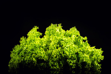 Wall Mural - Fresh green salad isolated on black background