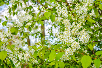 Bird cherry tree in blossom. Close-up of a Tree with white little Flowers