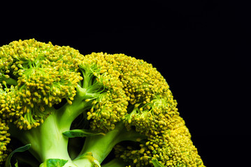 Wall Mural - Broccoli isolated on black background