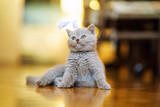 Fototapeta Koty - Cute little kitten