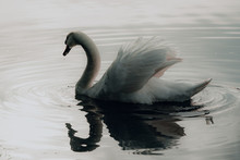 White Swan On The Lake