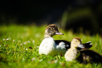 Wall Mural - duckling on green grass