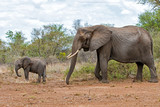 Fototapeta Sawanna - mother and child. Female elephant with her calf walking in Kruger National Park in South Africa