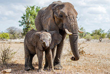Mother And Child. Female Elephant With Her Calf Walking In Kruger National Park In South Africa