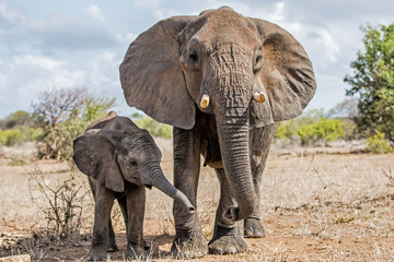 Wall Mural - mother and child. Female elephant with her calf walking in Kruger National Park in South Africa