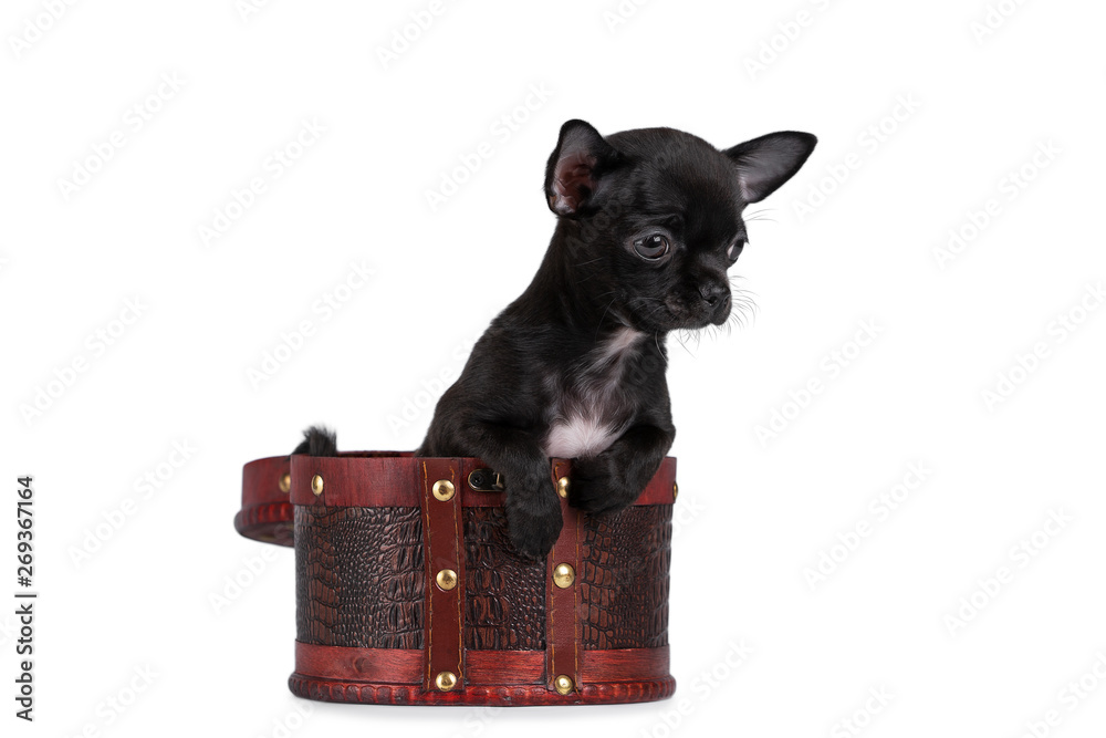 Chestsitting Chestsitting