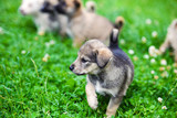 Fototapeta Koty - Cute puppy on green grass
