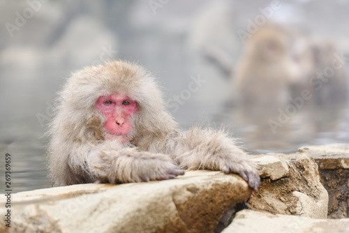 Fotografía Smiley monkey in onsen, natural hot spring in Nagano, Japan