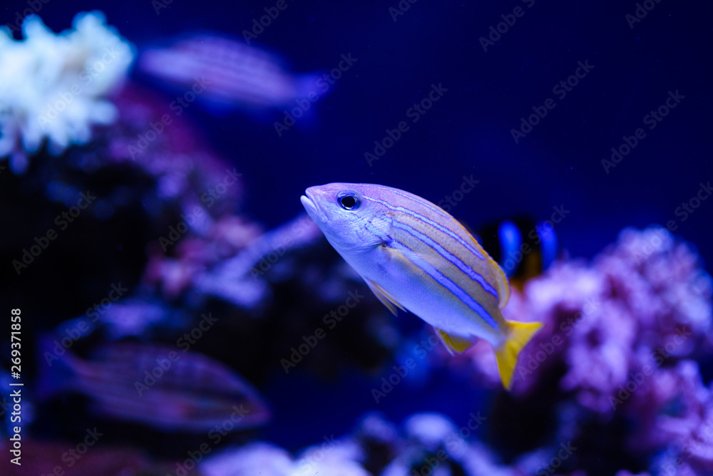 Wonderful and beautiful underwater world with corals and tropical fish.