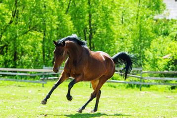 Running horse