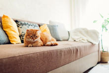 Ginger Cat Lying On Couch In Living Room