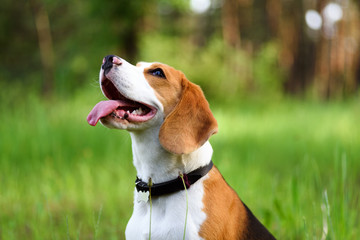 Portrait of happy young beagle dog outdoors against green nature background