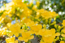 Close Up Beautiful Yellow Flowers With Green Leaves  Over Blue Sky Background,Cat's Claw, Catclaw Vine, Cat's Claw Creeper Plants