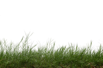 Wall Mural - Grass isolated on white background. Clipping path.