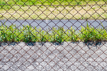 The Fence And The Weeds