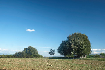 Trees and one cloud in the park