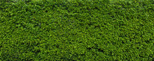 Green Leaf Hedge Wall For Background Panorame