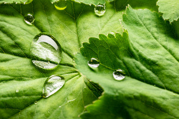 a green leaf with rain drops close up - the macro detail