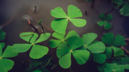 clover leaves on green background