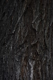 Fototapeta Desenie - tree bark