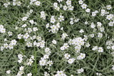 Fototapeta Big Ben -  White flowers bloomed in the flowerbed
