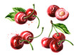 Cherry. Ripe cherries set. Watercolor hand drawn illustration, isolated on white background