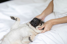 Woman Body Massage And Face Massage Spa To A Dog Pug Breed Feeling So Comfortable And Relaxation,dog Sleep And Rest With Owner,Selective Focus,Spa Dog Concept