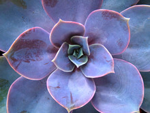 Beautiful Violet Cactus With Succulent Spiky Leaves Named "Stone Rose", Top View