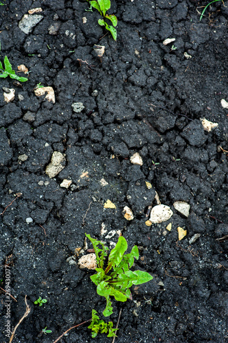 Fotomural Green weeds in black dug earth