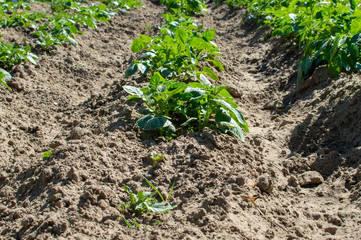 Wall Mural - potato plantations grow in the field. vegetable rows. crops