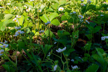 A strawberry flowers with white petals and a yellow middle. The shadow divides the image into two half