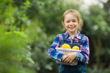 Wall Mural - beautiful little girl in the greenhouse garden with a basket with lemons in their hands