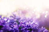 Fototapeta Kwiaty - Fantasy lilacs flowers close-up on blurred background with soft focus effect and glowing bokeh. For this photo applied blurring.