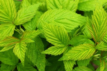 Sticker - Young raspberry leaves close-up