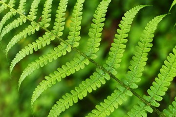 Poster - Green leaves fern close up