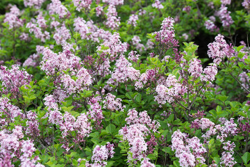 syringa josikaea,  hungarian lilac selective focus