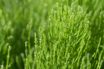 Wall Mural - Equisetum arvense,  field horsetail, common horsetail with dew drops