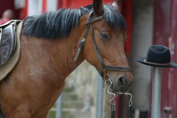 portrait of a horse