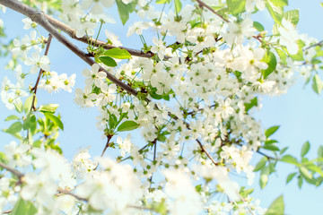  Branches of beautiful blossoming cherry on sunny day against blue sky background. 