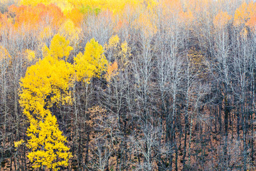 Wall Mural - Autumn landscape photography. Colorful forest background. Karagol Cubuk Ankara Turkiye.