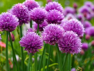 Wall Mural - Purple flowers on chive plants (Allium schoenoprasum) in a garden