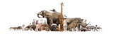 Fototapeta Zwierzęta - Wild Zoo Animals on White Web Banner