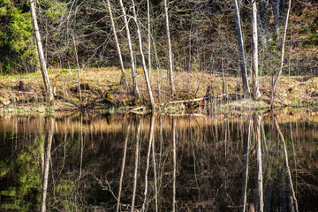 scenic river view landscape of forest rocky stream with trees on the shores