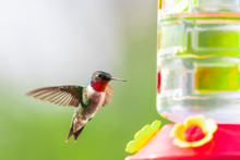 Colorful Male Ruby Throated Hummingbird At Feeder